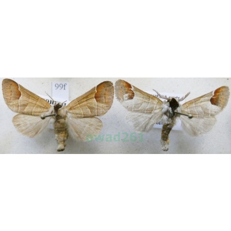 Clostera curtula (Linnaeus, 1758) pair Wzjeżka łozówka Czech99f